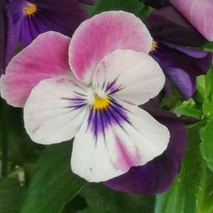 Meet your Posher, Rae